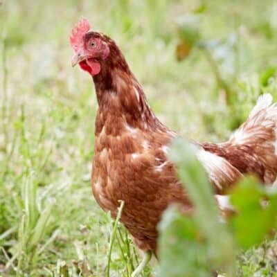 Økologisk Kylling / And / kalkun