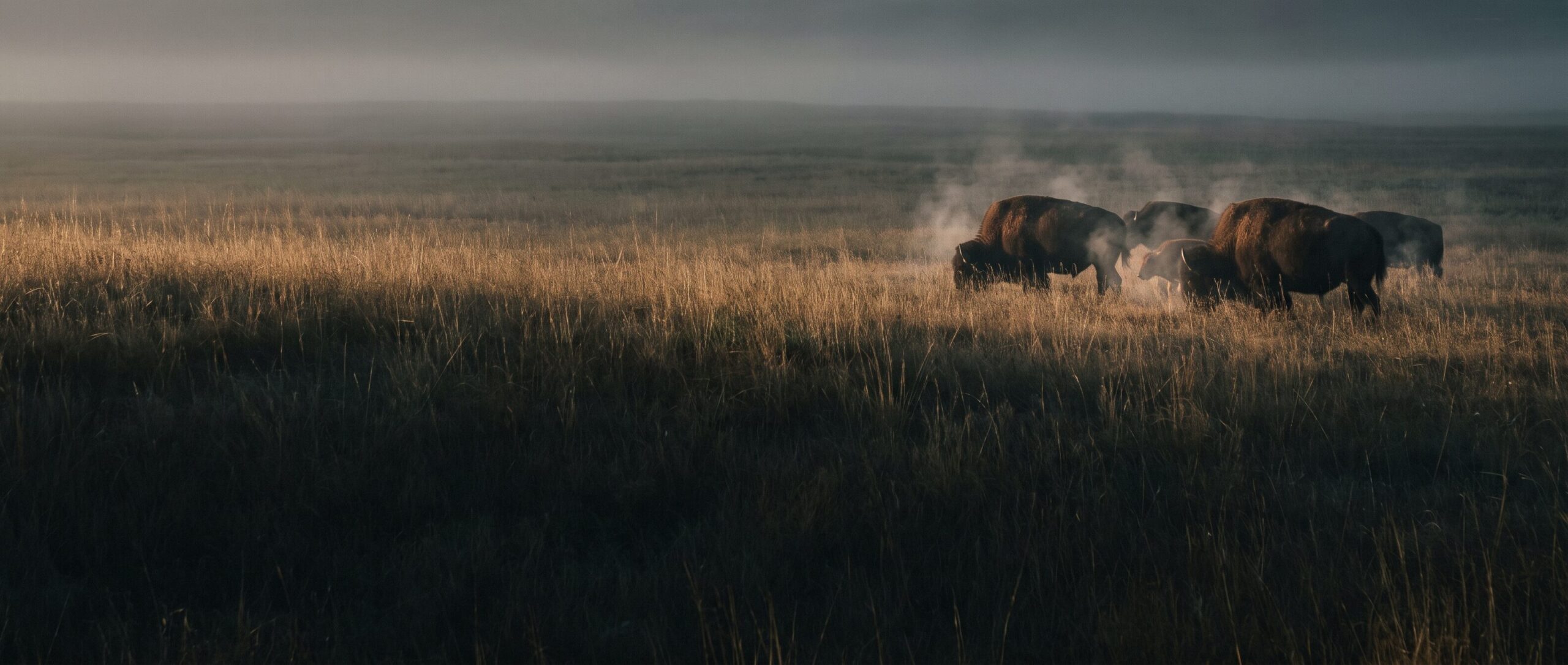 Bisonokser på en græsslette i morgentåge.