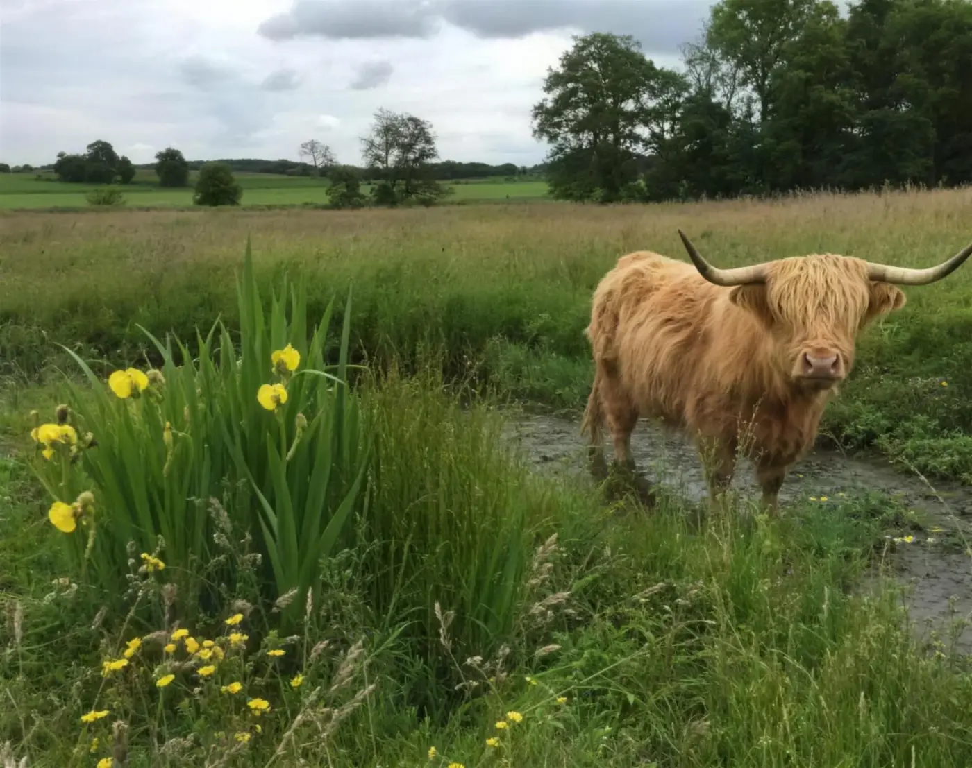 Skotsk højlandskvæg på engen mellem gule blomster