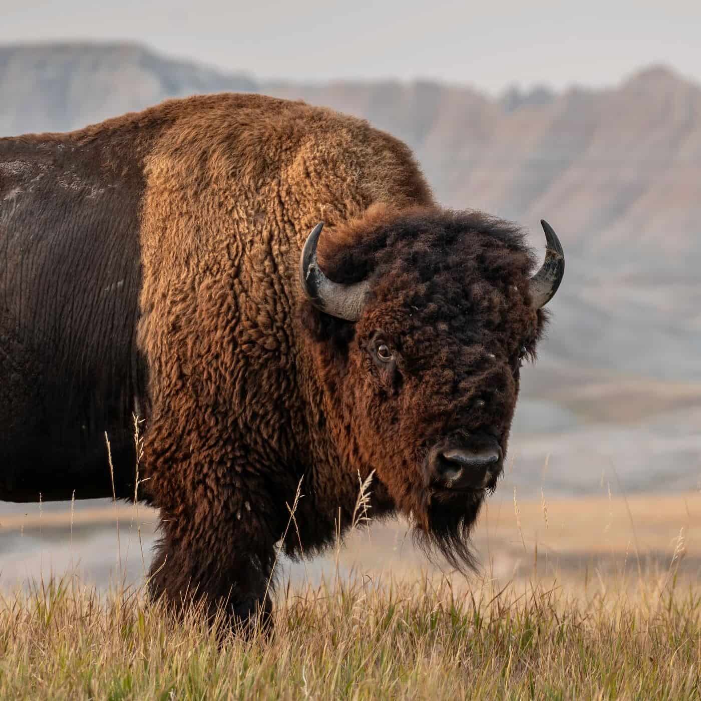En stor bison står i det høje græs med bjerge, der toner ud i det fjerne i baggrunden, og kigger direkte ind i kameraet.